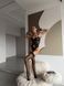 Women's lingerie set (bra, briefs, choker, bracelets, stockings) M - black 109-DO3345/1-1 photo 3